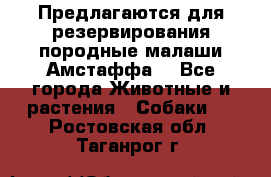 Предлагаются для резервирования породные малаши Амстаффа  - Все города Животные и растения » Собаки   . Ростовская обл.,Таганрог г.